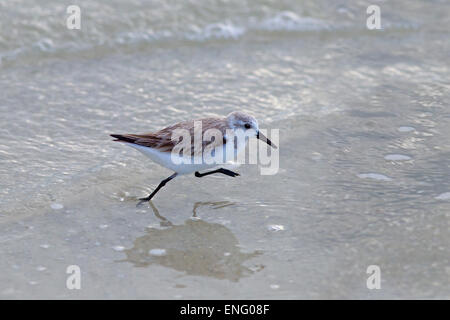 Sanderling Calidris alba in esecuzione su tideline costa del Golfo della Florida USA Foto Stock