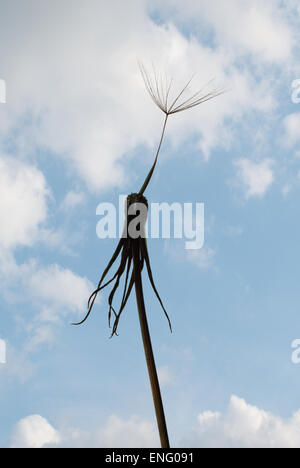 Ultimo singolo lonely seme head sulla vecchia tarassaco fiore in attesa di essere soffiato e il suo tutto non più Foto Stock