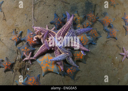 Molti Pacifico settentrionale seastar o giapponese starfish comune (Asterias amurensis) Mare del Giappone, Estremo Oriente, Primorsky Krai, Russo F Foto Stock