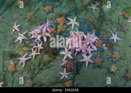 Molti Pacifico settentrionale seastar o giapponese starfish comune (Asterias amurensis) Mare del Giappone, Estremo Oriente, Primorsky Krai, Russo F Foto Stock