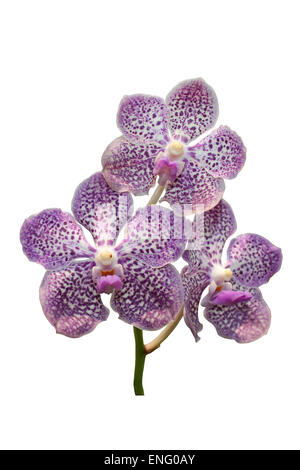 Vanda Orchidee isolati su sfondo bianco della Thailandia Foto Stock