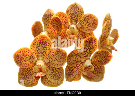 Orange Vanda Orchidee Foto Stock