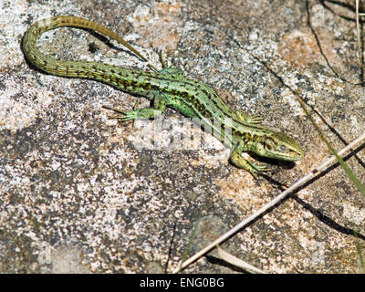 Viviparous (Comune) Lizard,Lacerta vivipara,crogiolarsi al sole Foto Stock