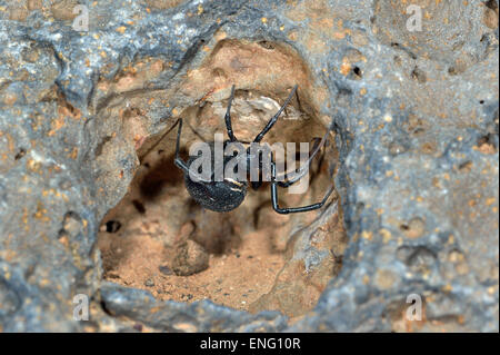 Isole Canarie Lanzarote Island, spider, Latrodectus sp Foto Stock