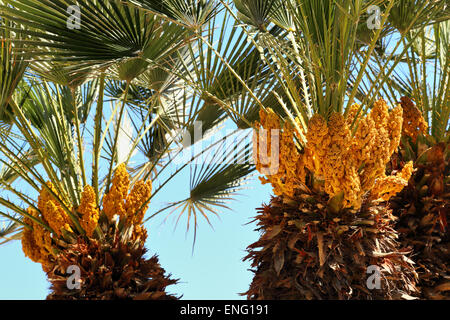 Fiori maschili della ventola europeo palm (Chamaerops humilis), Mallorca Foto Stock