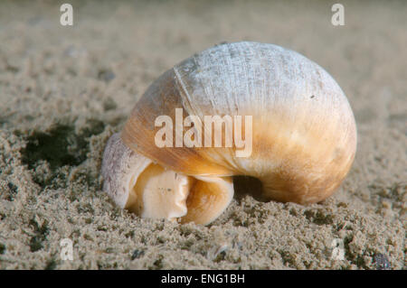 Luna shell (Cryptonatica janthostoma) seppellisce se stesso nella sabbia, mare del Giappone, Estremo Oriente, Primorsky Krai, Federazione russa Foto Stock