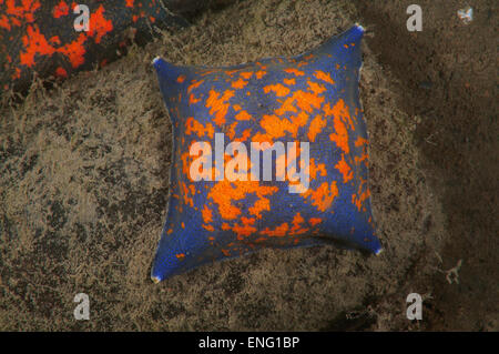 Mutazione genetica Starphish Asterina (patiria pectinifera) a quattro raggi invece di cinque raggi, Mare del Giappone, Estremo Oriente, Foto Stock