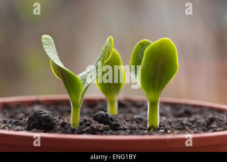 Tre vasi di germogli di semi di girasole inizia a crescere e a lanciare la prima apertura lascia fuori Foto Stock