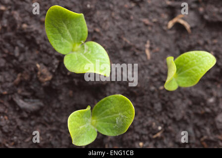 Tre vasi di germogli di semi di girasole inizia a crescere e a lanciare la prima apertura lascia fuori Foto Stock