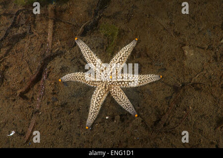 Mutazione genetica starfish (Distolasterias nippon) a sei raggi invece di cinque raggi, Mare del Giappone, Estremo Oriente, Primorsky Krai Foto Stock