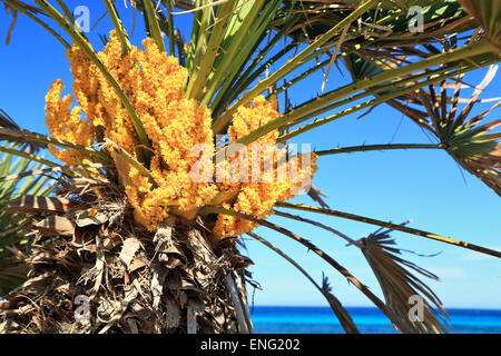 Fiori maschili della ventola europeo palm (Chamaerops humilis) Foto Stock