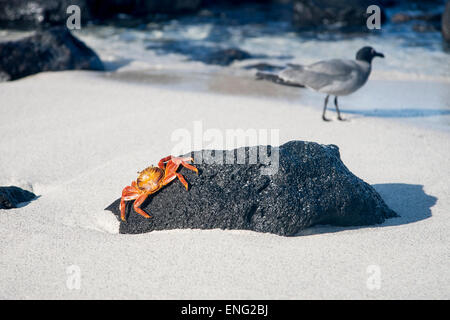 Il granchio strisciando sulla spiaggia rock Foto Stock