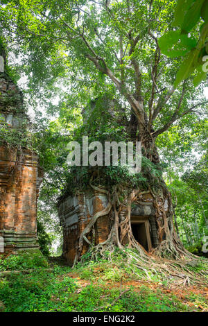 Radici di albero che cresce su Prasat Pram Tempio Koh Ker, Preah Vihear, Cambogia Foto Stock