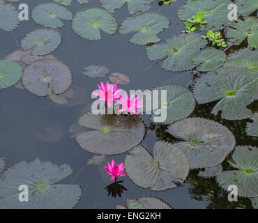 Angolo di alta vista di fiori e Lily Pad su ancora stagno Foto Stock