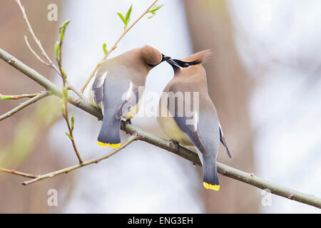 Il Cedar Waxwing (Bombycilla cedrorum) nell'amore Foto Stock