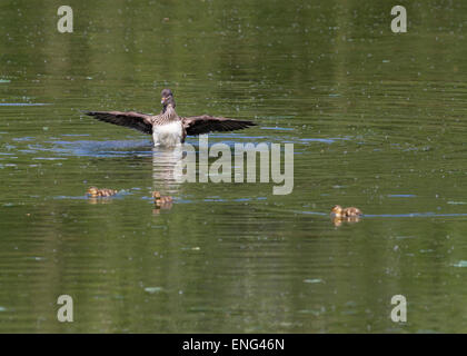 Femmine di Anatra di mandarino sul lago con pulcini Foto Stock