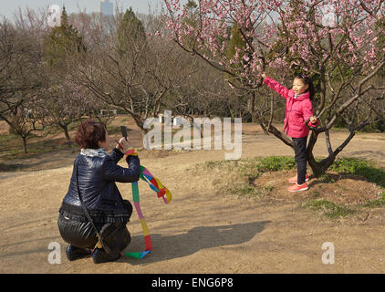 Un bambino che posano per una foto nella parte anteriore della molla fiori di susina, a Mingxiaoling, la tomba della prima dinastia Ming imperatore, Nanjing Foto Stock