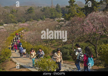 Persone ammirando la molla fiori di susina a Mingxiaoling, la tomba della prima dinastia Ming imperatore, Nanjing, Cina. Foto Stock