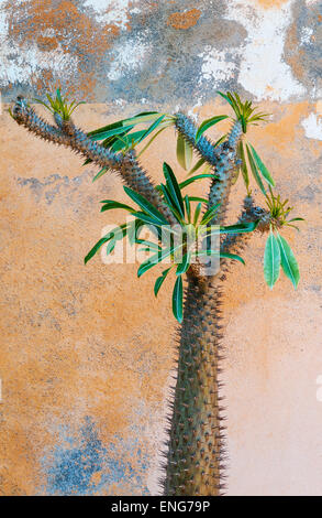 I giardini di Il Biviere, Catania, Sicilia, Italia. Un cactus crescente contro un vecchio sbriciolamento ocra parete colorata Foto Stock