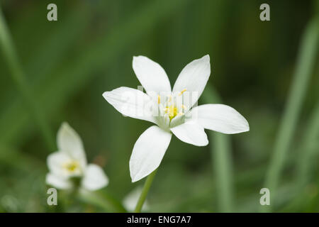 Fioritura il polline laden antera stame dopo la pioggia sul fiore bianco petali Galtonia con gocce di acqua piovana semi in via di sviluppo Foto Stock