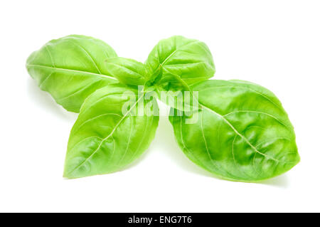 Basilico foglie su sfondo bianco Foto Stock