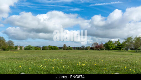 Il cielo blu con nuvole bianche, alberi e fiori di campo su Durdham giù, Downs, Bristol, Inghilterra, Regno Unito Foto Stock