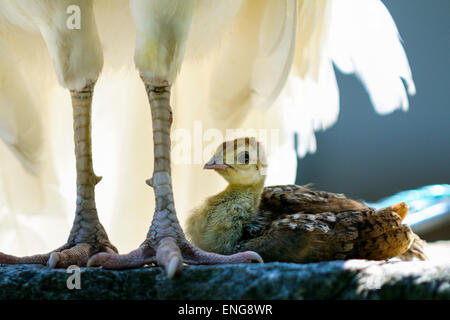 Peacock, peafowl genere pavo linnaeus Foto Stock