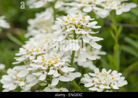 Wild candytuft con bianchi profumati fiori fiorisce su un profondo verde fogliame sempreverde Foto Stock