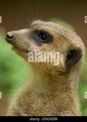 Ritratto di meerkat (Suricata suricatta) nel Zoo di Duisburg Foto Stock