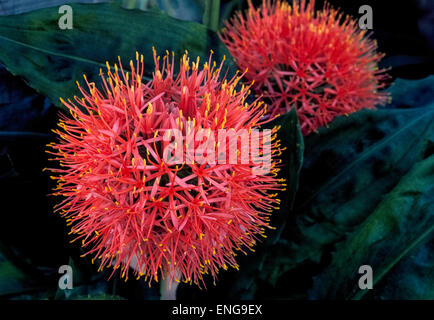 Le accattivanti Puntaspilli Protea è originaria del Sud Africa e un composito di decine di fiori rappresentato dalla sottile stocchi di rosso con punte di colore giallo. Foto Stock