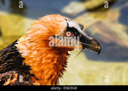 Gipeto, Gypaetus barbatus Foto Stock