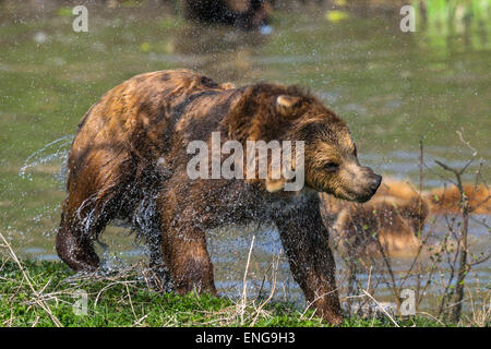 Orso bruno Ursus arctos Foto Stock