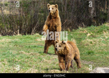 Orso bruno Ursus arctos Foto Stock