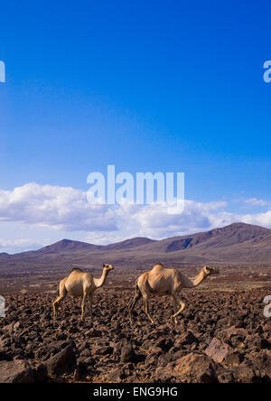 Allevamento di cammelli su rocce vulcaniche, Lago Turkana, Loiyangalani, Kenya Foto Stock