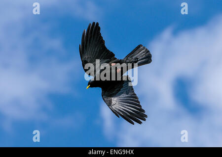 Gracchio alpino, Pyrrhocorax graculus graculus, giallo-fatturati gracchio corallino Foto Stock