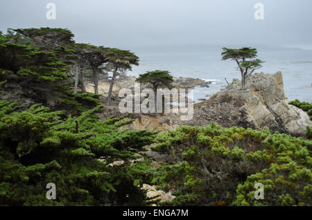 Il Lone Cypress Pino su 17-Mile Drive strada panoramica attraverso la spiaggia di ciottoli e Pacific Grove sulla penisola di Monterey Foto Stock