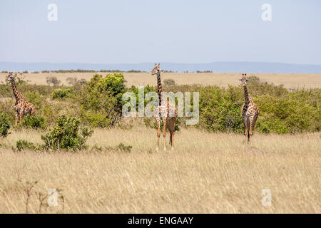 Tre giraffe in piedi nella prateria Foto Stock