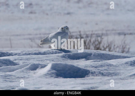 Superba maschio adulto civetta delle nevi (Bubo scandiacus) in inverno Foto Stock