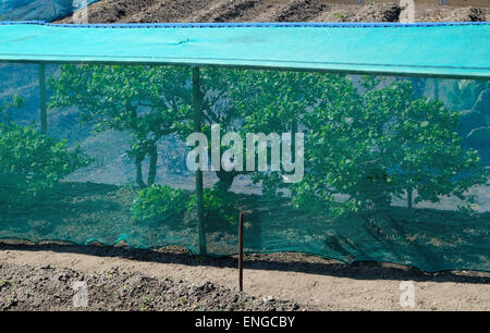 Uva spina impianto sotto il netting in allotment garden, Norfolk, Inghilterra Foto Stock