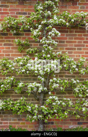 Fioritura espaliered pear tree in giardino murato, Norfolk, Inghilterra Foto Stock