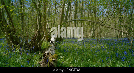 Caduto l'argento betulla e bluebells inglese in Cambridgeshire woodland Foto Stock