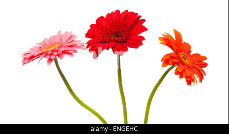 Fiore di Gerbera isolati su sfondo bianco Foto Stock