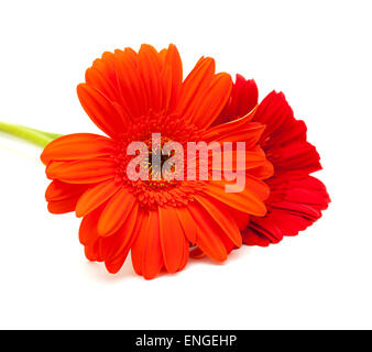 Fiore di Gerbera isolati su sfondo bianco Foto Stock