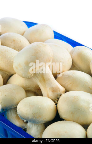 Appena raccolto tutto il Bianco di funghi in una plastica blu vassoio di confezionamento Foto Stock