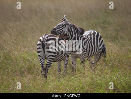 Due Burchells zebre (Equus Burchellii) giocando, Rift Valley Provincia, il Masai Mara, Kenya Foto Stock