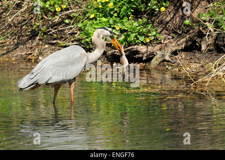 Airone blu con il gigante rana toro nel becco.. (Ardea erodiade) Foto Stock