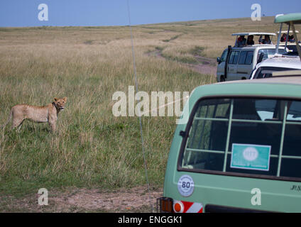 I turisti in un bus watching Leoncello (Panthera Leo) passante per la boccola, Rift Valley Provincia, il Masai Mara, Kenya Foto Stock