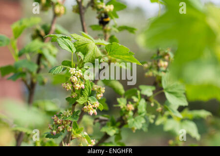 Fiori e Foglie giovani su una boccola di ribes rosso in primavera Foto Stock