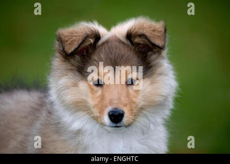 Shetland Sheepdog / collie pup (Canis lupus familiaris) close up ritratto in giardino Foto Stock