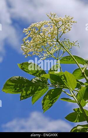 Unione elder / Europea di bacche di sambuco (Sambucus nigra) in fiore in primavera Foto Stock